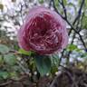 Spirit of Freedom rose photo