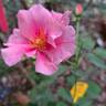 See You in Pink ® rose photo