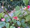 Parfum Royal rose photo