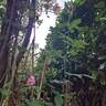 Novalis rose photo