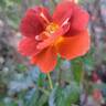 Havanna rose photo