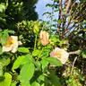 Paul Ricard ® rose photo
