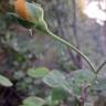 Bring Me Sunshine rose photo