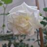 Schneeküsschen rose photo