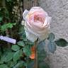 Pierre de Ronsard rose photo