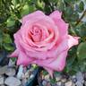 Perfecta rose photo