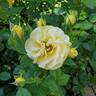 Julia Child ™ rose photo