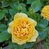Julia Child ™ rose photo