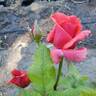 Fragrant Cloud rose photo