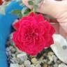 Red Cascade rose photo