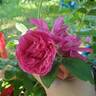 Dart's Dash rose photo