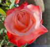 Tan Cho rose photo