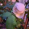 Lichfield Angel rose photo