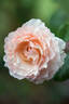 Princesse Charlène de Monaco rose photo