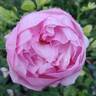 Boscobel rose photo