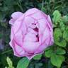 Boscobel rose photo