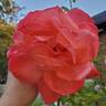 Maria Stern rose photo