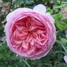 Abraham Darby rose photo