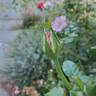 Le Petit Prince rose photo