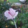 Le Petit Prince rose photo