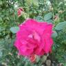 Sweet Spirit rose photo