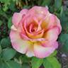 Marc Chagall ™ rose photo