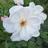 Full Sail rose photo