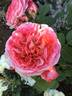Augusta Luise ® rose photo
