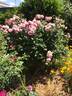 Summer Romance rose photo