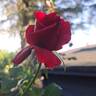 Hacienda rose photo