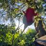 Hacienda rose photo