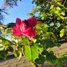 Ruban Rouge rose photo
