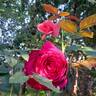 Kazatchok ® rose photo