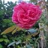 Audrey Fleurot rose photo