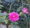 Parfum Royal rose photo