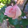 André le Nôtre ® rose photo