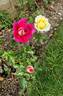 Kronenbourg rose photo