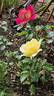 Kronenbourg rose photo