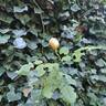 Wollerton Old Hall rose photo