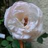 Pierre de Ronsard rose photo