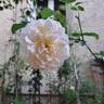 Lichfield Angel rose photo