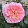 Summer Romance rose photo