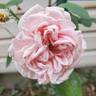 Gloire de Dijon rose photo