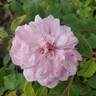 Marchesa Boccella rose photo