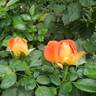 Burst of Joy ™ rose photo