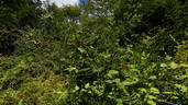 R. roxburghii rose photo