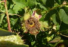 R. roxburghii rose photo