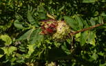R. roxburghii rose photo