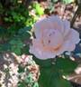 André le Nôtre ® rose photo