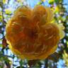 Bring Me Sunshine rose photo